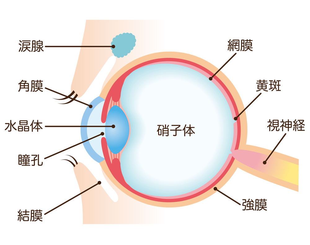 老化する眼の仕組み