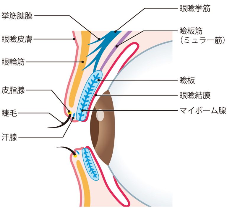 眼瞼下垂の手術